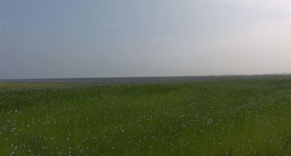 Fields of flax