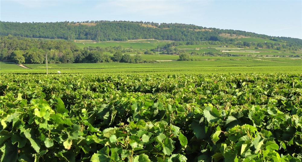 Landschaft an der Weinküste in Burgund