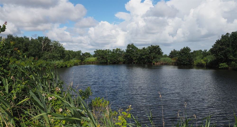  La réserve ornithologique du Teich